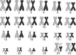 Getting the books student exploration human karyotyping gizmo answers now is not type of inspiring means. Meiosis Mistakes Let S Talk Science