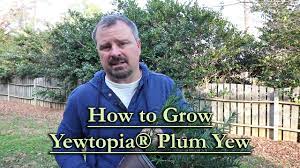 The yewtopia plum yew is the south's answer to english shrub yews! How To Grow Yewtopia Japanese Plum Yew Cephalotaxus Harringtonia Compact Growing Conifer Youtube