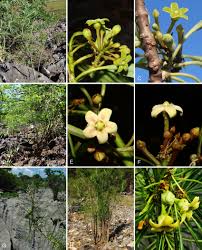 Image result for Marsdenia