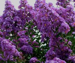 Image result for Lagerstroemia indica