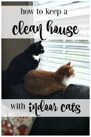 How To Keep A Clean House With Indoor Cats Indoor Cat Cat Parenting Cat Training