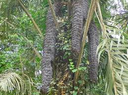 Image result for Raphia farinifera