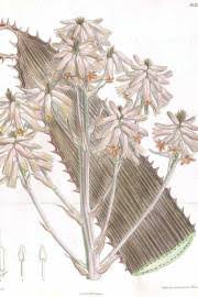 Image result for Aloe cameronii × greatheadii