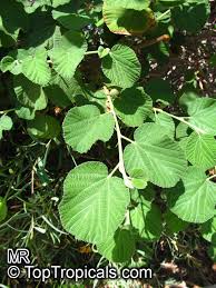 Image result for Grewia avellana