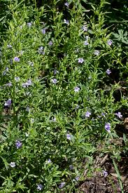 Image result for Clinopodium simense