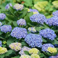 I hope this information helps. Let S Dance Rhythmic Blue Hydrangea Plants For Sale Free Shipping