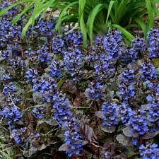 Maybe you would like to learn more about one of these? 12 Black Perennials Walters Gardens Inc