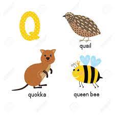 ABC Letter Q Funny Kid Icons Set: Quokka, Quail, Queen Bee Royalty Free  SVG, Cliparts, Vectors, and Stock Illustration. Image 79986655.