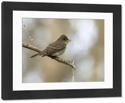 Image result for Contopus virens