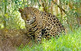 The jacksonville jaguars are a national football league team that plays in the afc south division. Let S Rebuild The U S Jaguar Population Yes Jaguars Scientific American