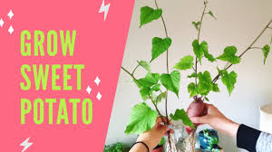 Petunias and sweet potato vine we are want to say thanks. How To Grow Sweet Potatoes In Water Houseplant Sweet Potato Vine Youtube