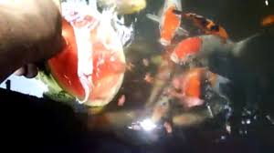 Training Koi Fish Feeding Koi Watermelon Koi Watermelon Watermelon Koi Fish Koi