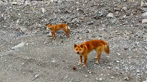 Binance has faced stiff criticism for listing shiba inu due to its origin, but their systems are now. New Guinea S Mysterious Singing Dogs Found Again In The Wild Science Aaas