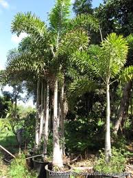 Image result for Wodyetia