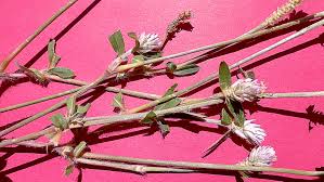 Image result for Gomphrena celosioides