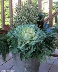 Window boxes look very bare and bleak after the annuals are finished, so i like to decorate them for the winter season. Winter Window Boxes And Planters Sheri Silver Living A Well Tended Life At Any Age