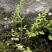 Image result for Anogramma