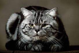 recel panosundaki pin