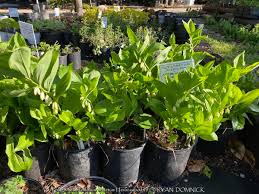 Image result for Stolzia williamsonii