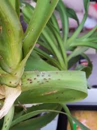 Image result for puklice