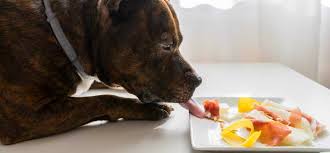 We found the best dog foods for pitbulls to keep your pup healthy and happy. The Best Pit Bull Diet How To Properly Feed Them Dogexpress
