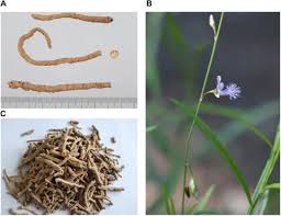 Image result for Polygala schinziana