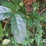 Image result for Rawsonia lucida