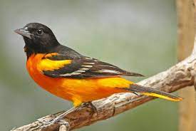 Baltimore oriole stock photographs by stevebyland 10 / 222 baltimore oriole stock photo by eei_tony 3 / 27 baltimore oriole stock photography by birchside 9 / 807 baltimore oriole (icterus galbula) pictures by raptorcaptor 3 / 116 oriole with a grasshopper stock images by stevebyland 5 / 200 baltimore oriole feeding stock photo by delmaslehman. Bird Of The Week St Louis Audubon Society