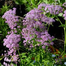 Roseum 40,00 dkk se produktet tilføj ønskeliste. Chaerophyllum Hirsutum Roseum Dorset Perennials