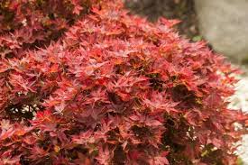 We did not find results for: Acer Palmatum Ruby Stars Zwergahorn Rot Baumschule Nielsen