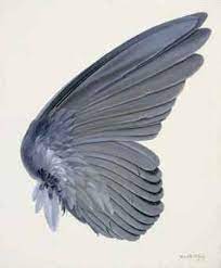 marianne prins adli kullanicinin wings panosundaki pin kus kanatlari kus sanat kanatlar