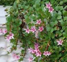 Image result for Anagallis barbata