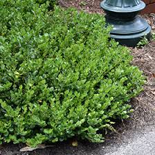 Image result for Carissa