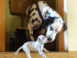 30 Days Old Dalmatian Puppies For Sale In Chennai Tamil Nadu