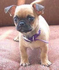 Jake The Chug Chihuahua Pug Mix Easily Won The Honor Of Mvp For Puppy Bowl Vi Puppies Cute Dogs Chug Puppies