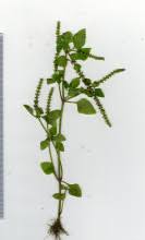 Image result for Basilicum polystachyon