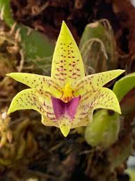Image result for Bulbophyllum josephi