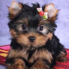 How much does a teacup yorkie cost? Yorkie Puppies For Sale Near Me Yorkshire Puppy For Sale