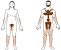 Female Body Hair Growth