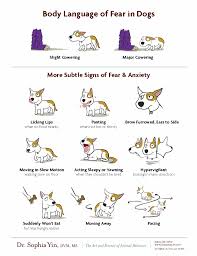 Canine Body Language Green Acres Kennel Shop Blog