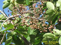 Image result for Cordia mukuensis