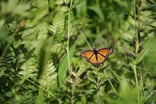 Summer Butterfly Count — Blue Ridge Discovery Center