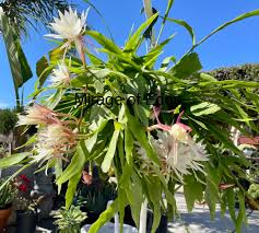 Image result for Rastrophyllum pinnatipartitum