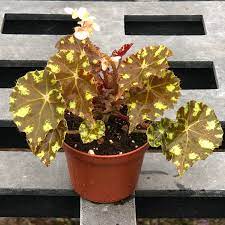 Eyelash Begonia Begonia X Tiger Paws Fast Growing Plants Plants Indoor Plants