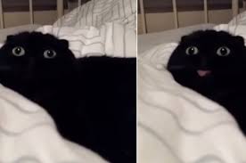 Black spots are more common on dogs' tongues, but once in awhile a kitten is born with a tongue spot. My Favourite 33 Pictures Of Cats On The Internet