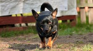 Pick your favorite black and white dog name from our comprehensive list. 37 Black Dog Breeds Short Medium Fluffy Coated Canines