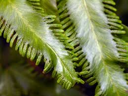 Image result for Lygodium