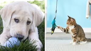 What to buy for a new puppy, kitten supplies, food, toys, bed
