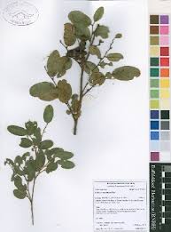 Image result for Xylopia odoratissima