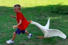Miller says if a goose is going to be aggressive, it will start to make noises, lower its head and will make its wings wide and charge. 7 Goose Attack Ideas Goose Attack Bones Funny